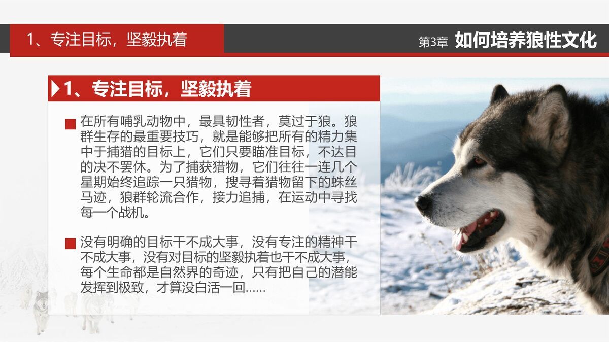 狼性文化与团队执行力培训PPT模板9