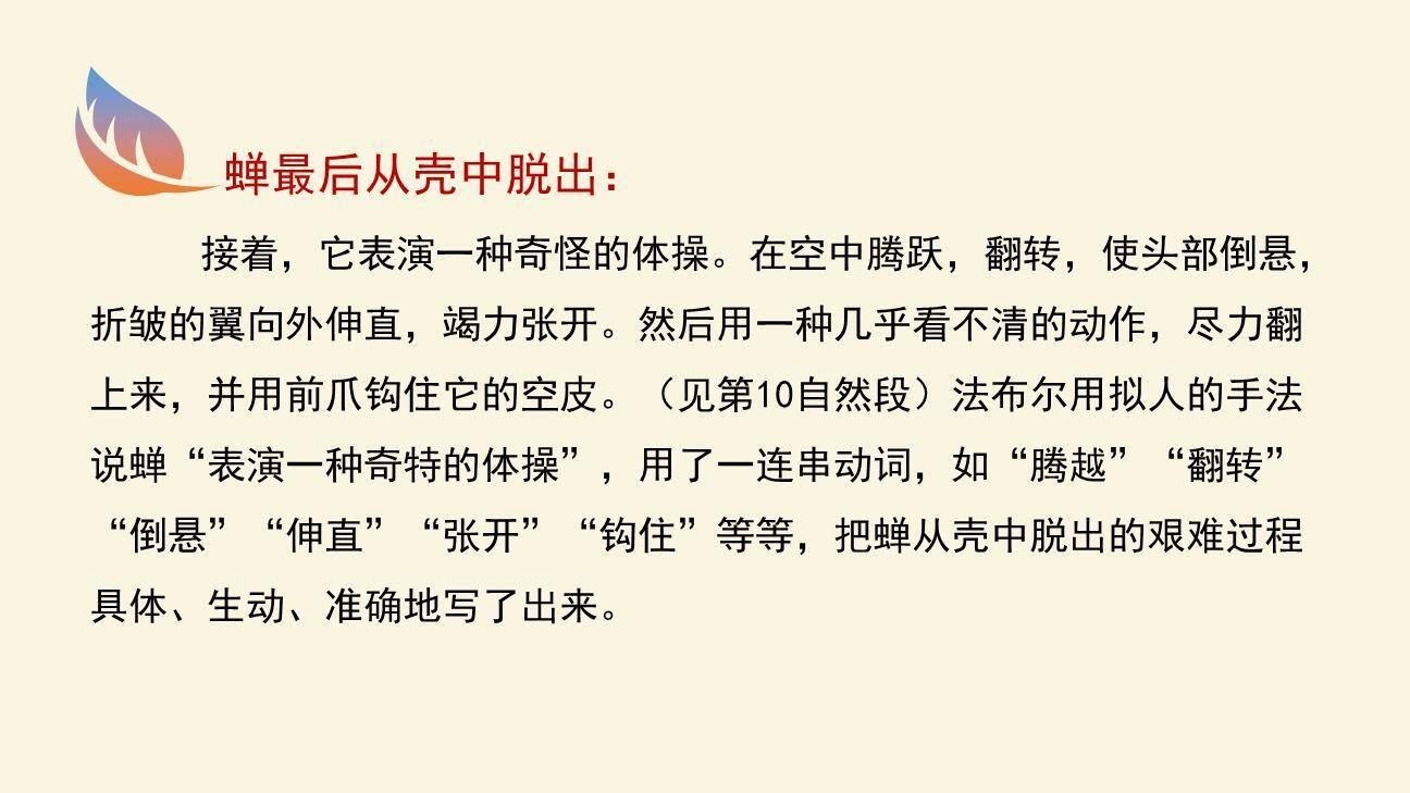 蝉PPT课件51
