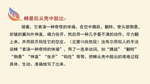 蝉PPT课件51