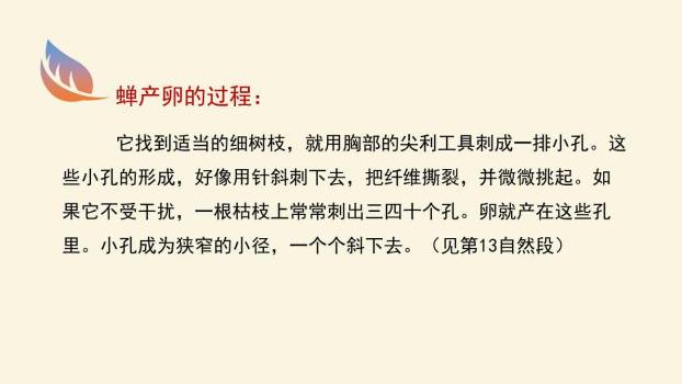 蝉PPT课件54