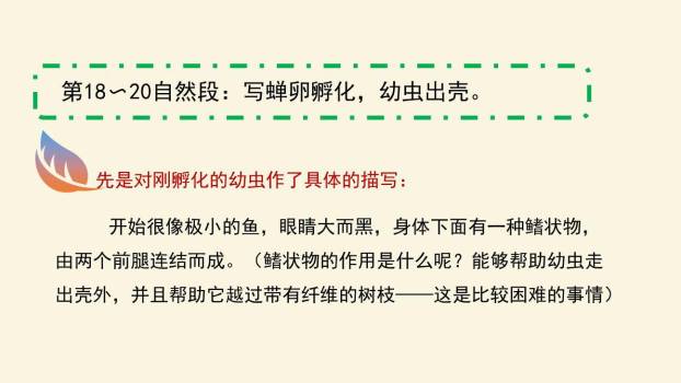 蝉PPT课件57