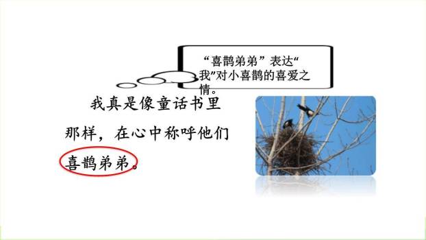 枫树上的喜鹊PPT课件71