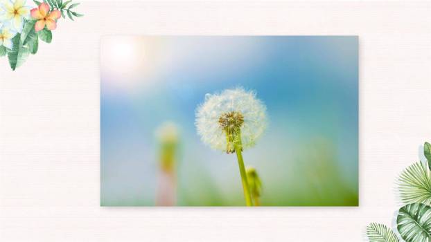 植物妈妈有办法PPT课件52