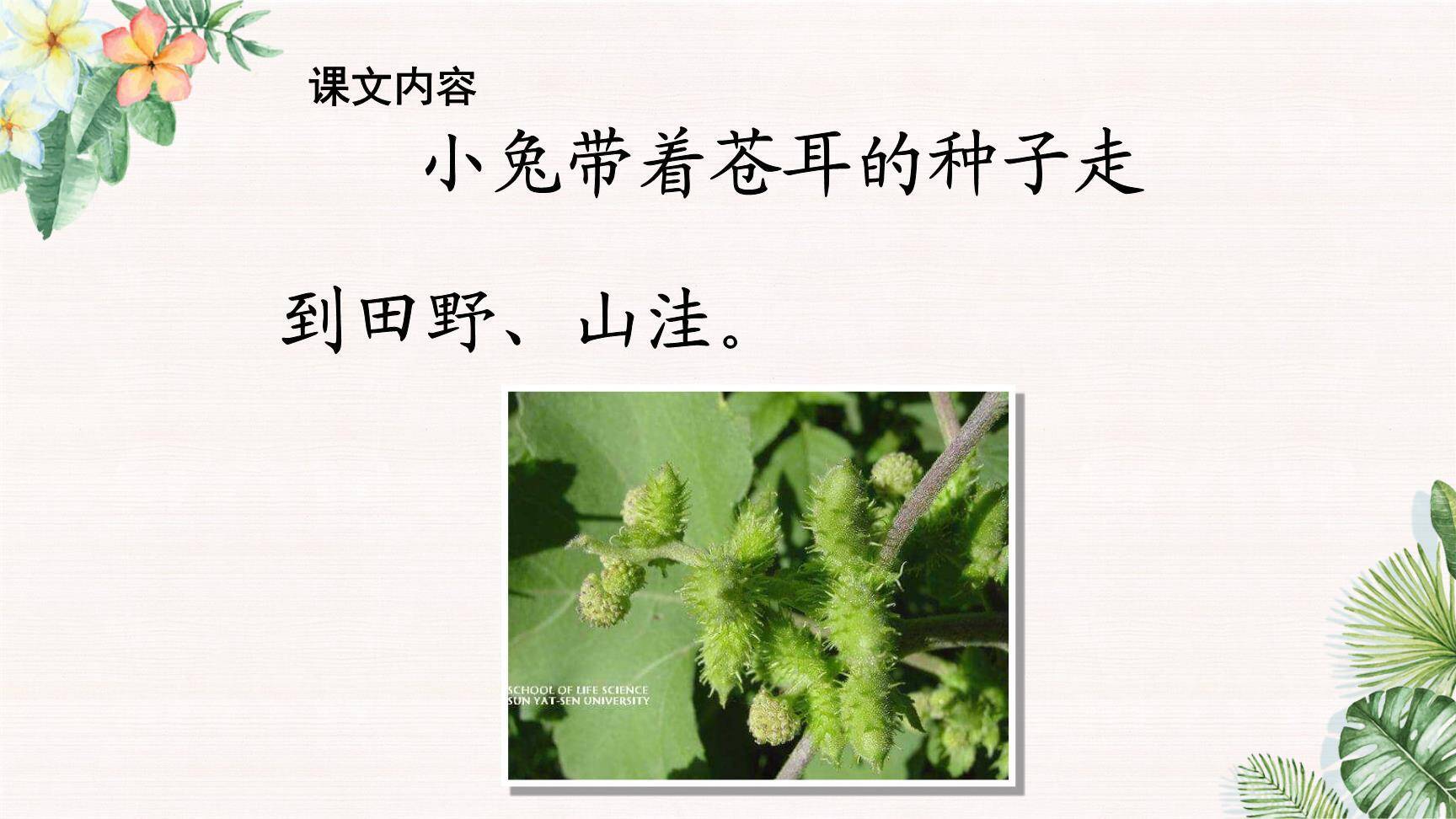 植物妈妈有办法PPT课件54