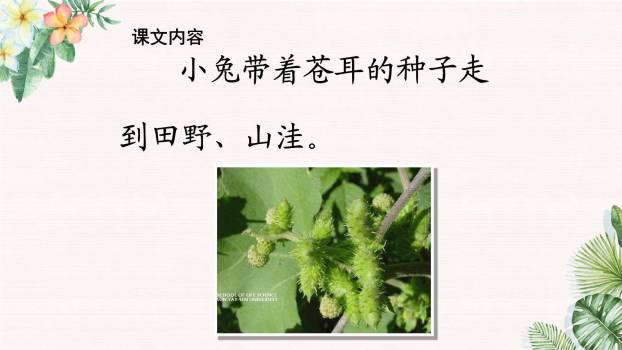 植物妈妈有办法PPT课件54