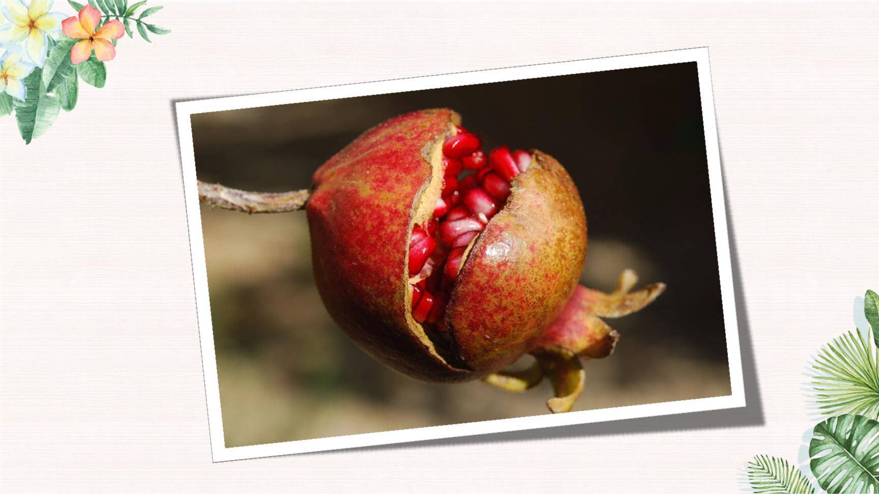 植物妈妈有办法PPT课件56