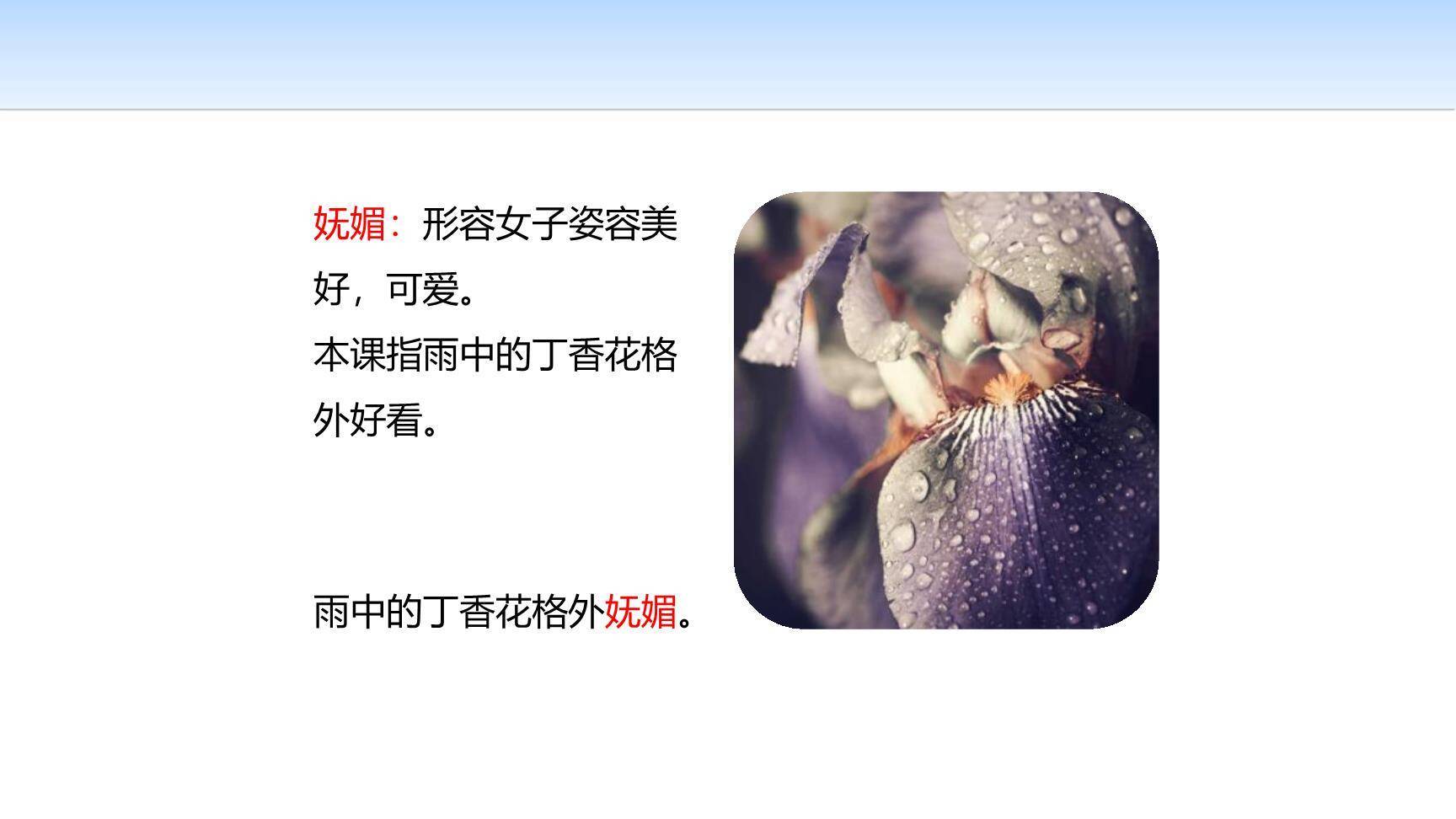 丁香结PPT课件13