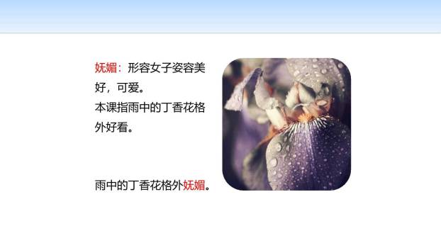 丁香结PPT课件13