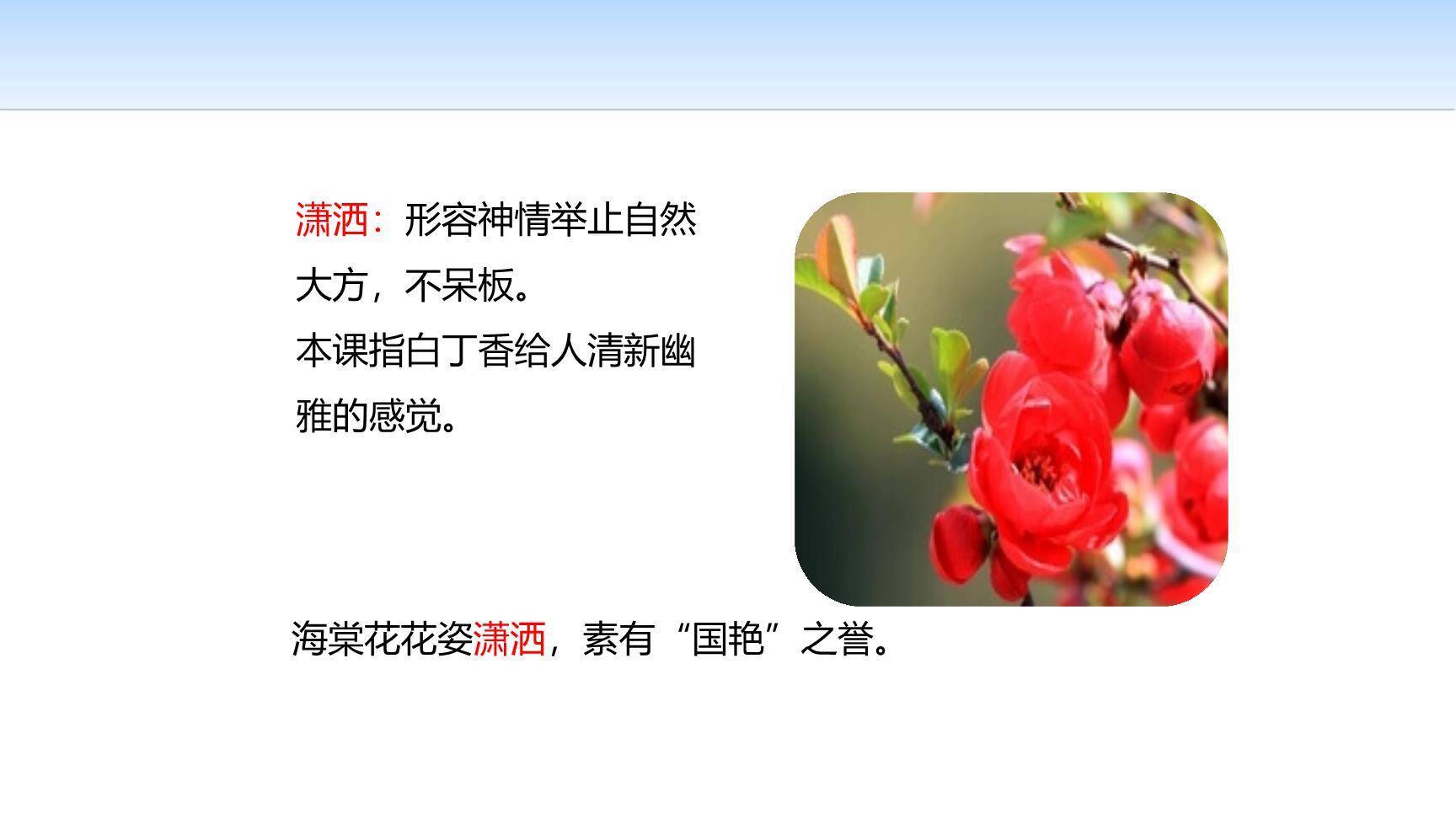 丁香结PPT课件14