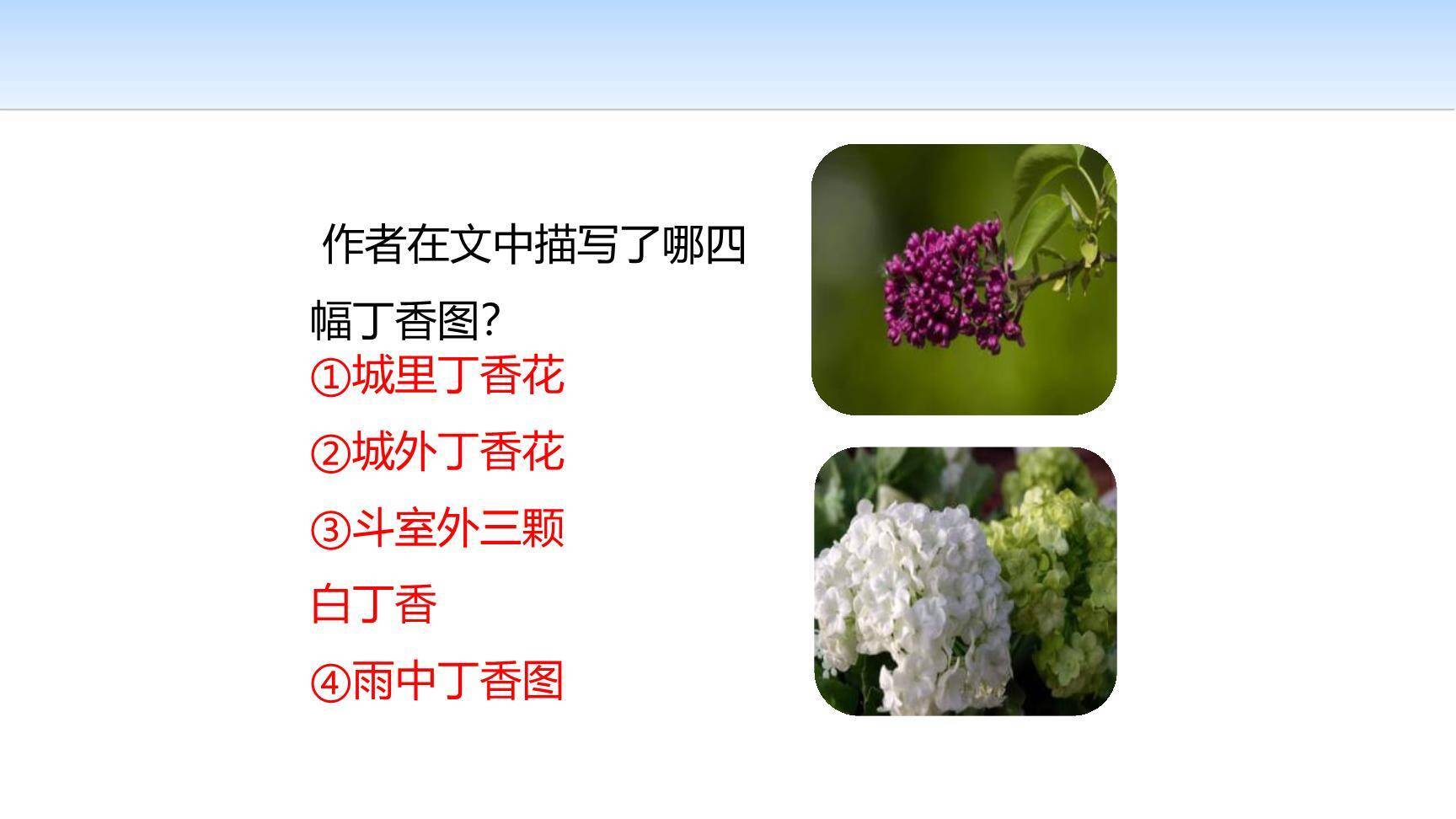 丁香结PPT课件15