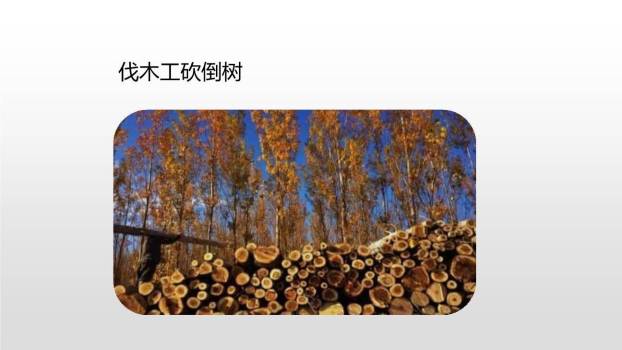 去年的树PPT课件56