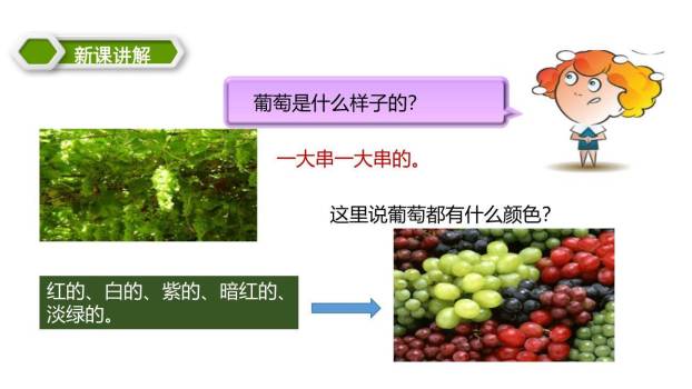 葡萄沟PPT课件57