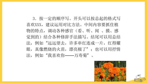 我的植物朋友PPT课件11