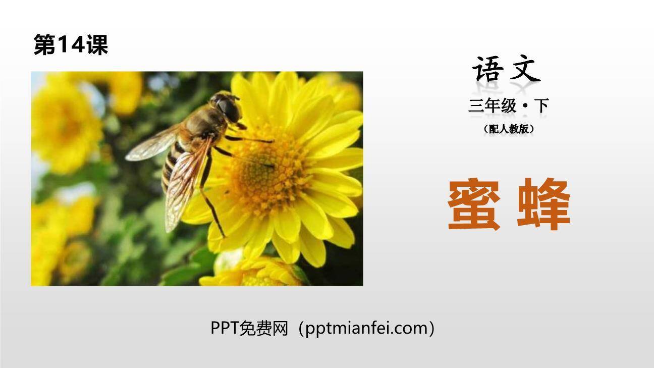 蜜蜂PPT课件20
