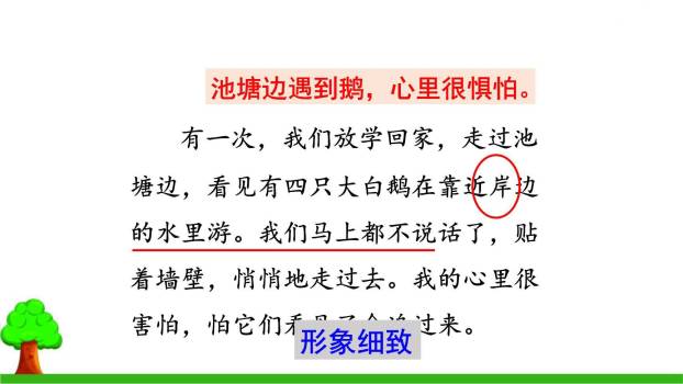 牛和鹅PPT课件58