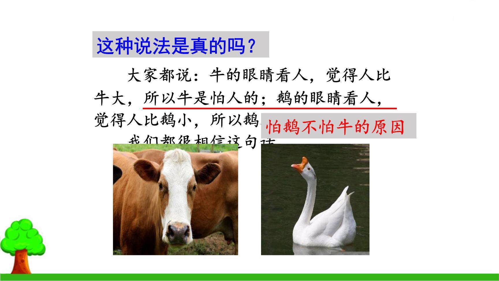 牛和鹅PPT课件52