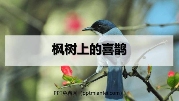 枫树上的喜鹊PPT课件10