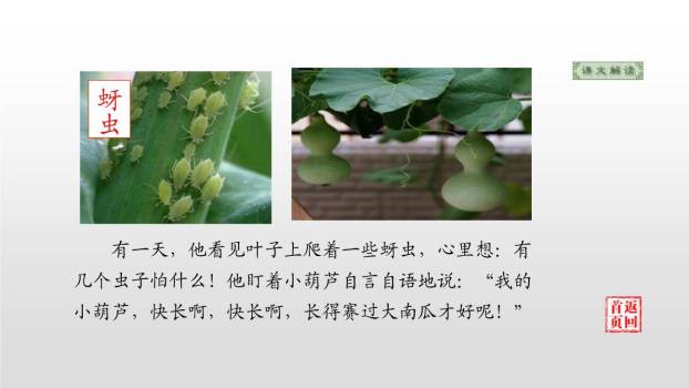 我要的是葫芦PPT课件37