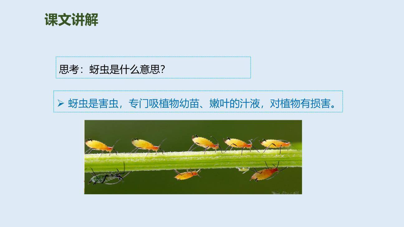 我要的是葫芦PPT课件74