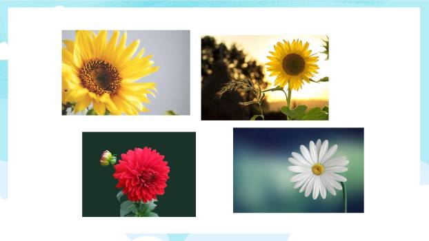 花的学校PPT课件88