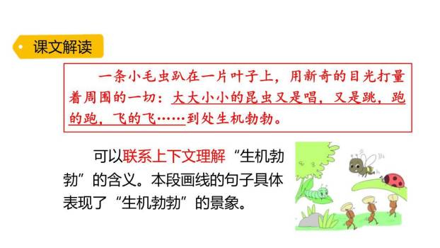 小毛虫PPT课件69