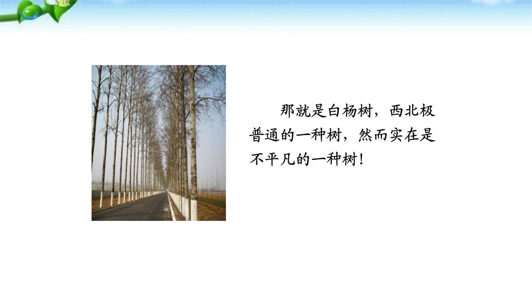 白杨礼赞PPT课件79