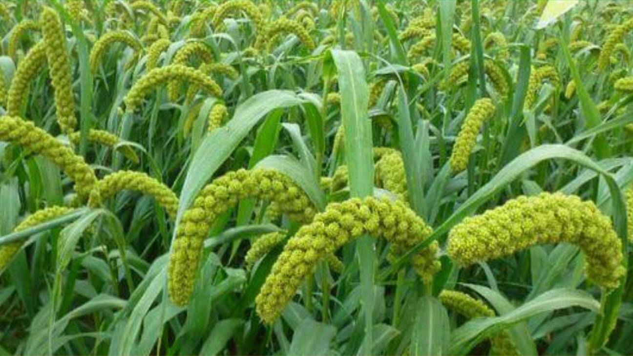 小毛虫PPT课件55