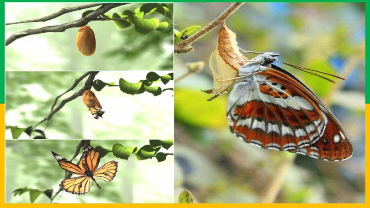 小毛虫PPT课件57