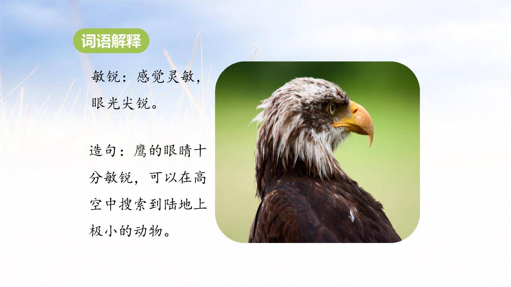 蝙蝠与雷达PPT课件27