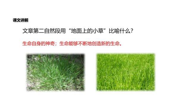 永久的生命PPT课件31