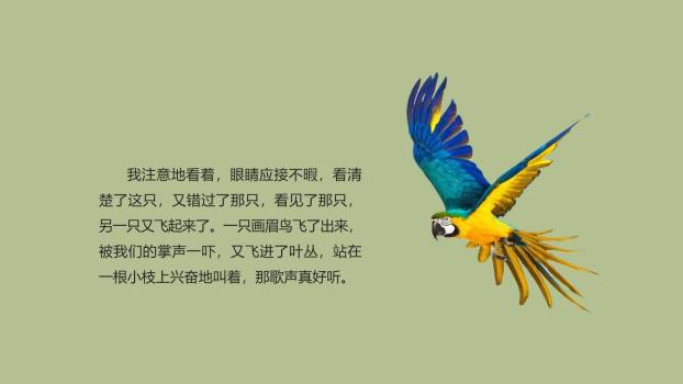 鸟的天堂PPT课件37