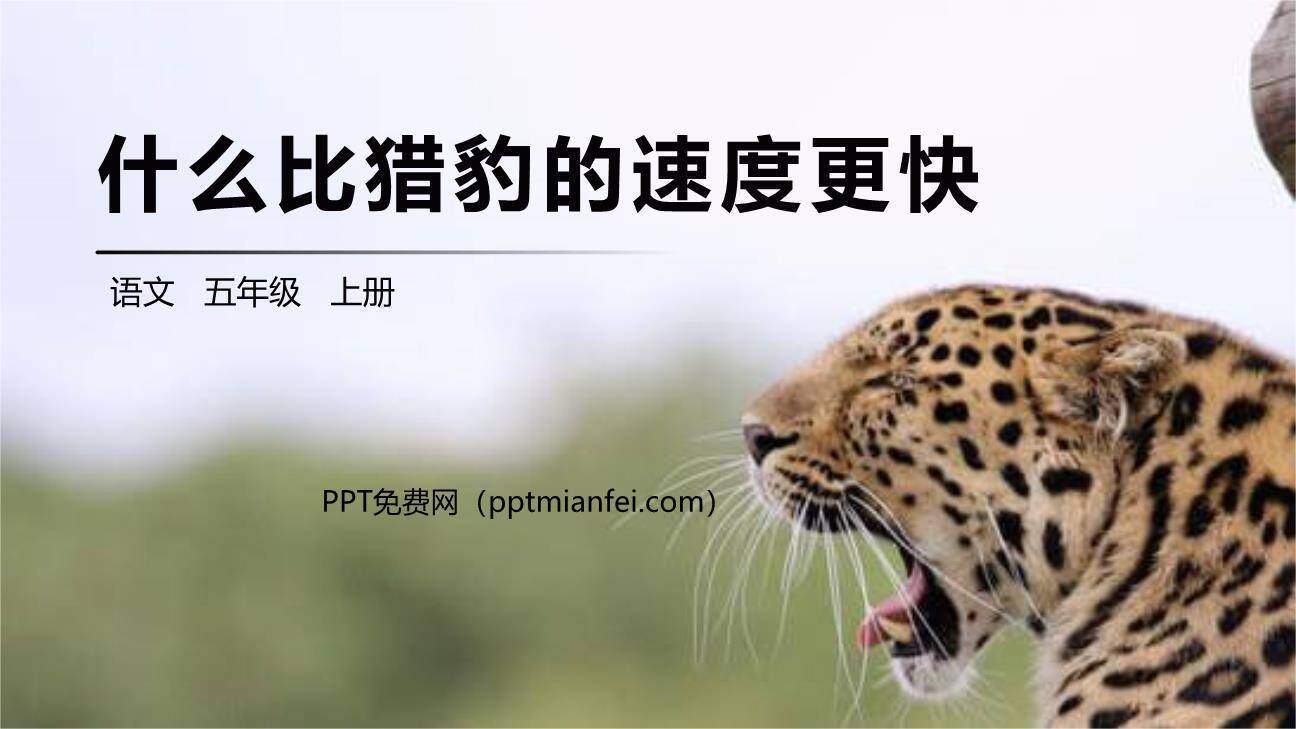 什么比猎豹的速度更快PPT课件50
