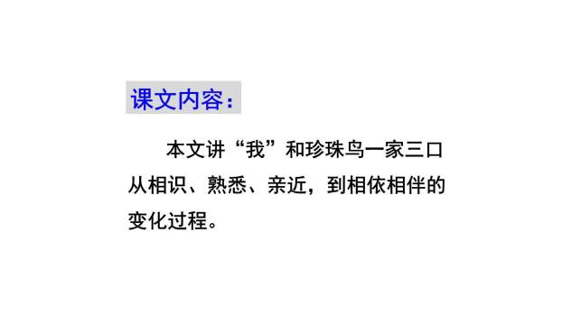 珍珠鸟PPT课件72