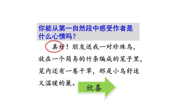 珍珠鸟PPT课件74