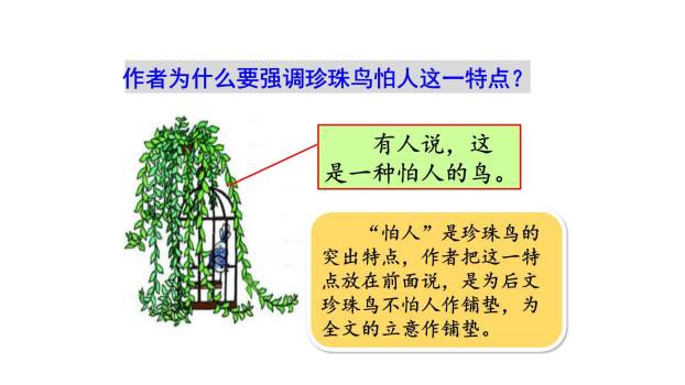 珍珠鸟PPT课件75