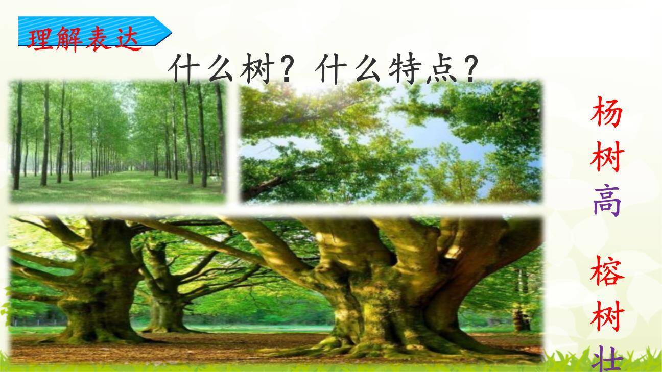 树之歌PPT课件41