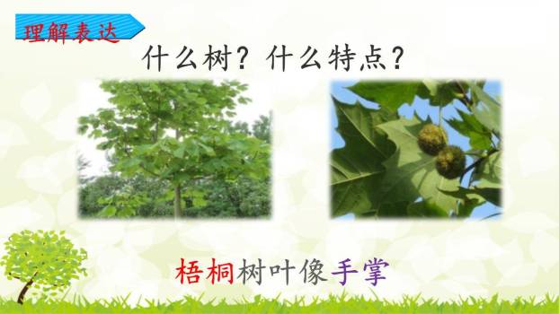 树之歌PPT课件42