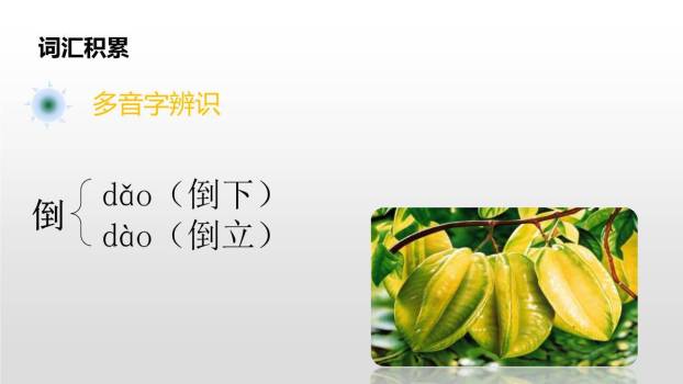 画杨桃PPT课件16