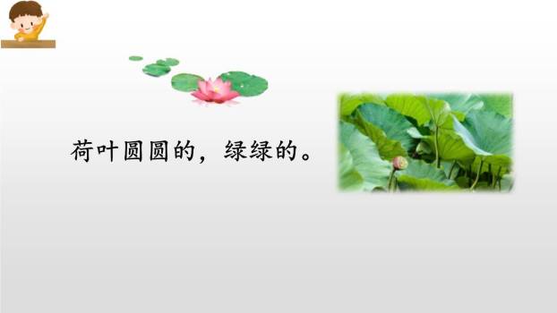 荷叶圆圆PPT课件58