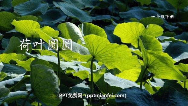 荷叶圆圆PPT课件50