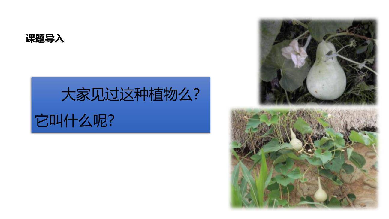 我要的是葫芦PPT课件58