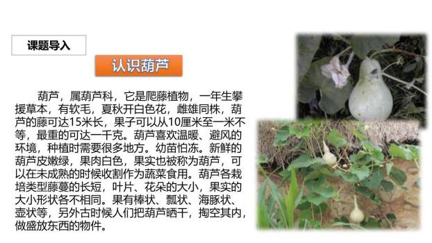 我要的是葫芦PPT课件59