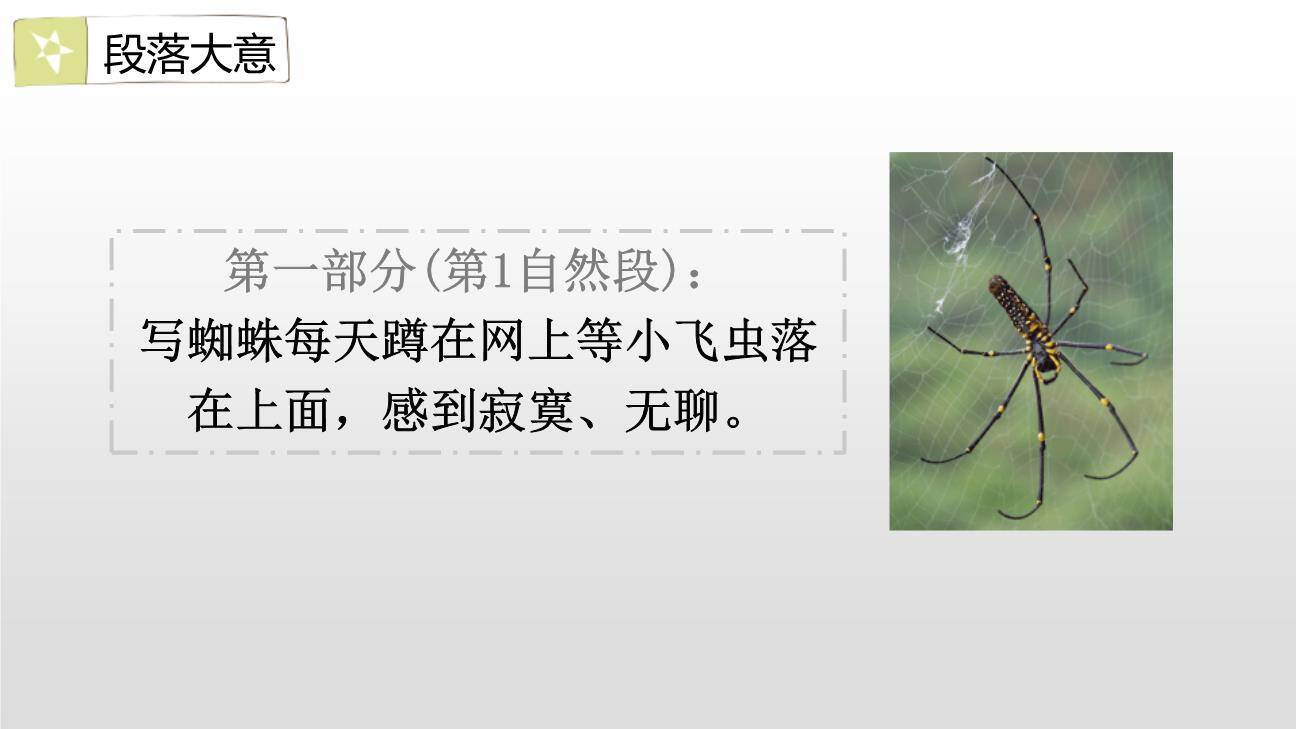 蜘蛛开店PPT课件17