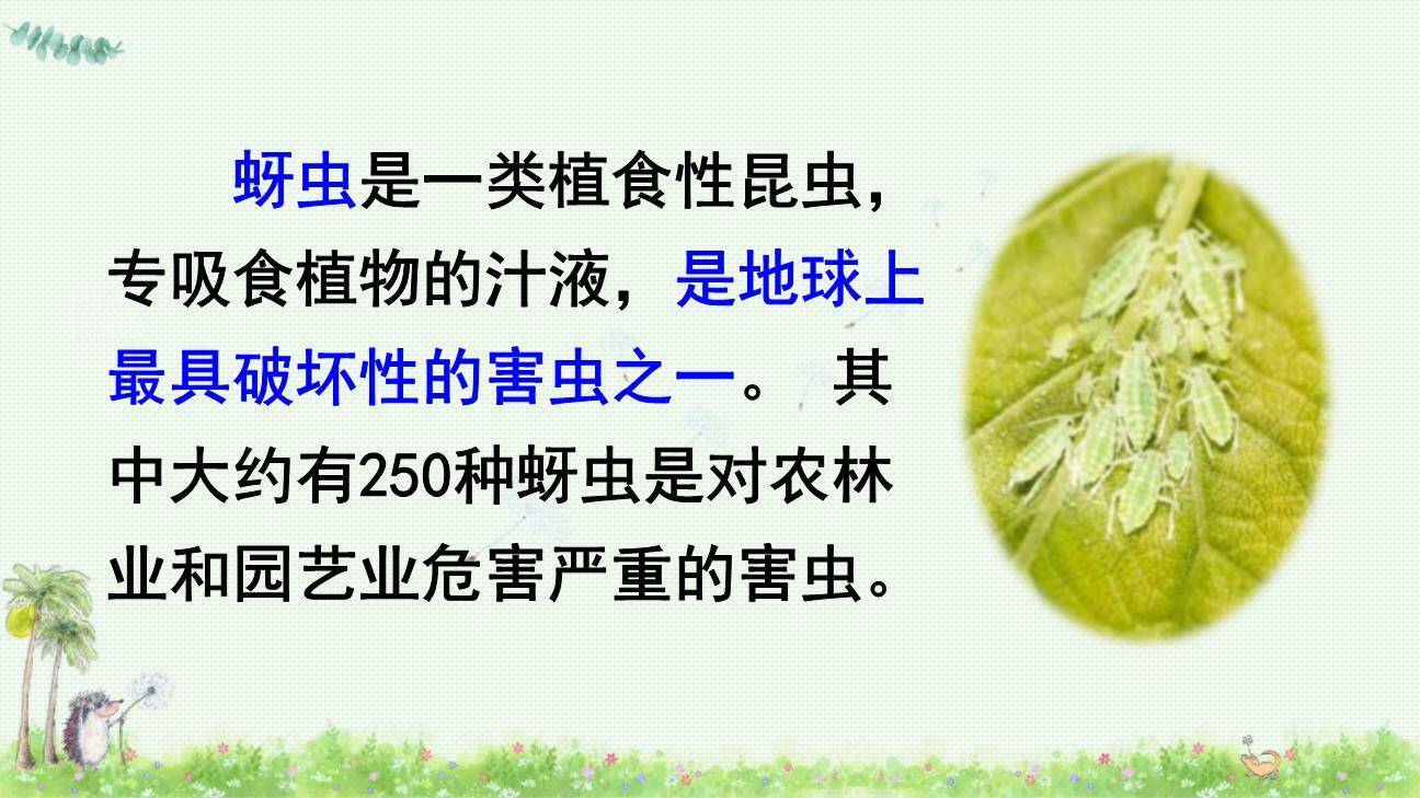 棉花姑娘PPT课件86