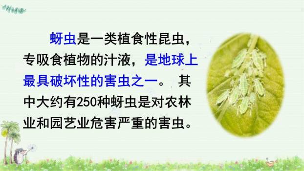 棉花姑娘PPT课件86