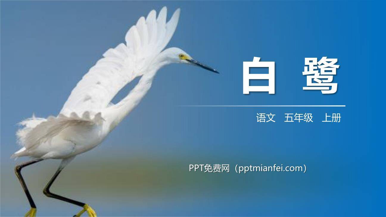 白鹭PPT课件80