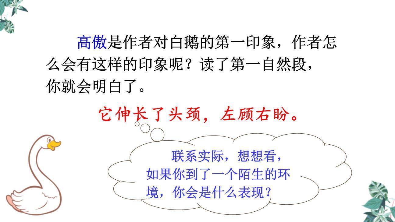 白鹅PPT课件22