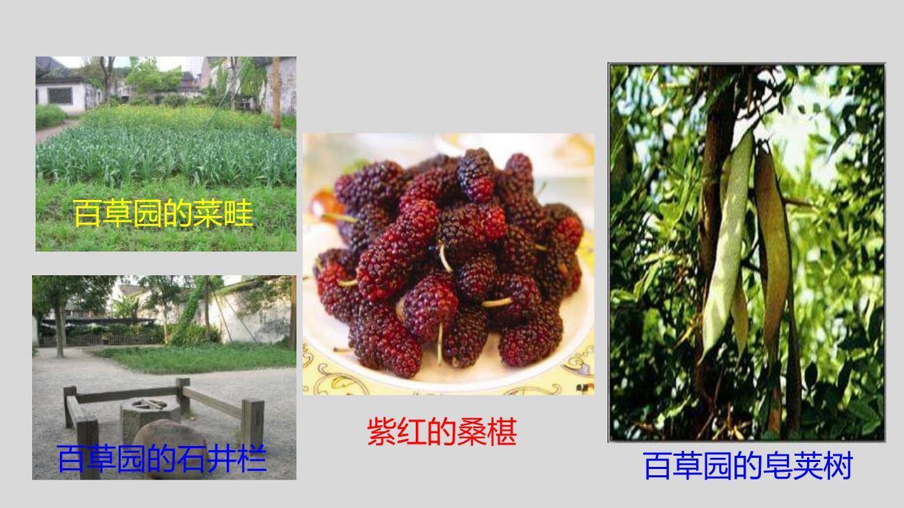 从百草园到三味书屋PPT课件58