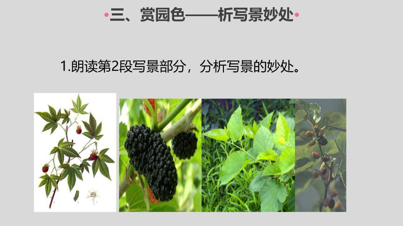 从百草园到三味书屋PPT课件57