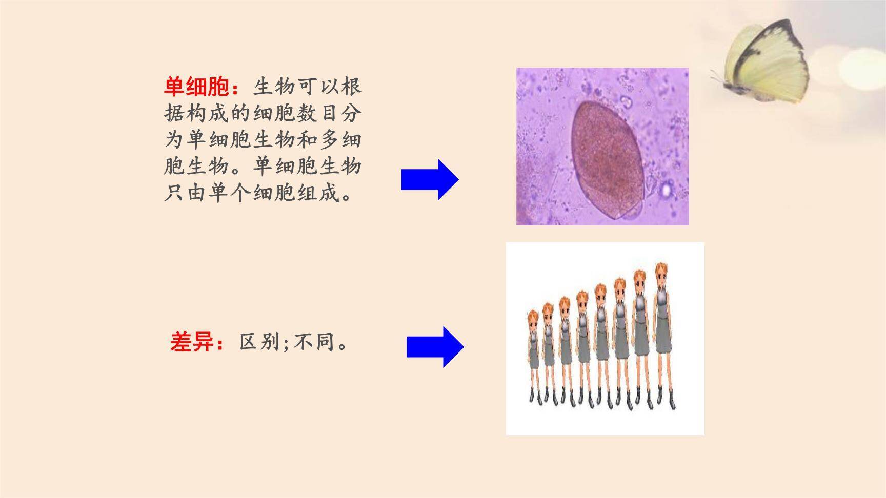 海底世界PPT课件83